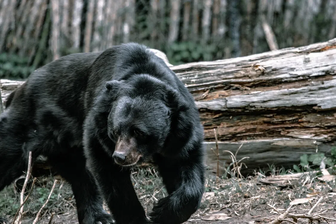 Wisconsin Teaching How to Avoid Bear Conflicts