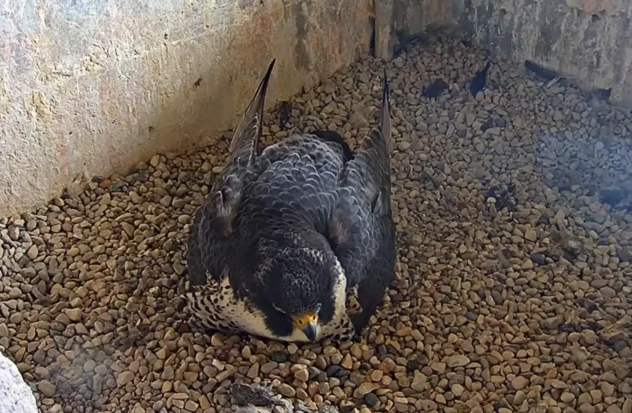 Falcon Season at Briess in Manitowoc