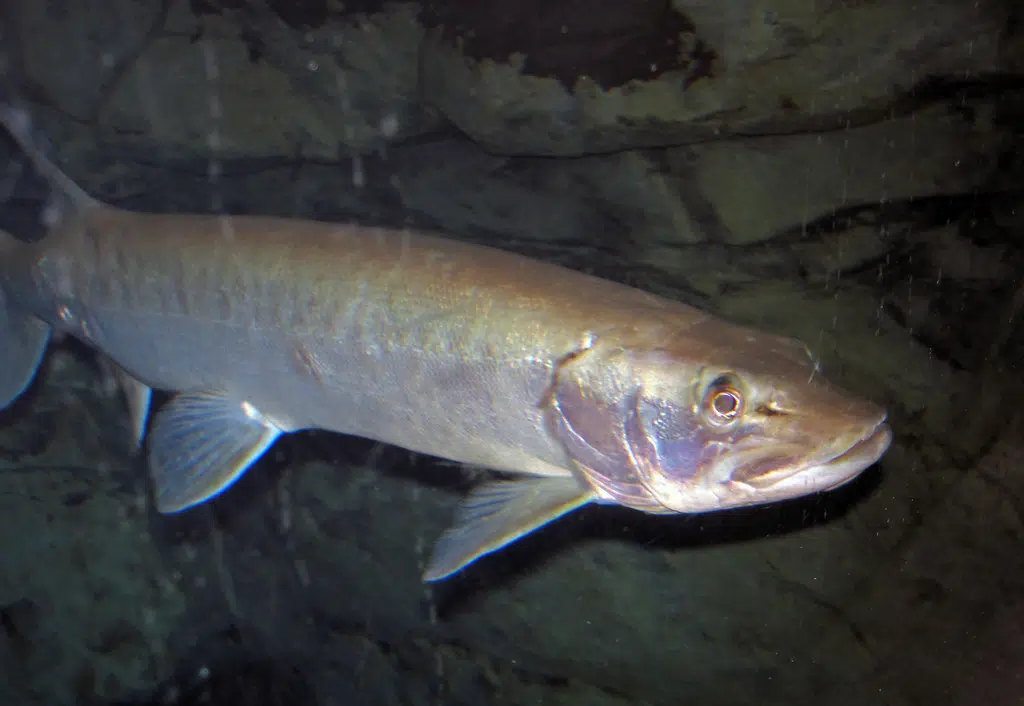 Musky Survey By DNR Shows State Fish Thriving In Green Bay