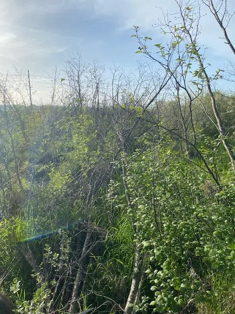 Ripples from the Dunes - Wetlands & Alders