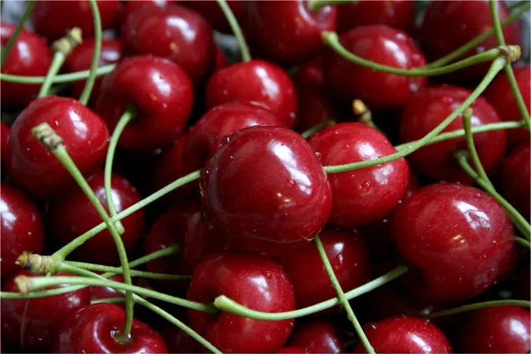 Door County Cherry Picking Fundraiser Collects Nearly $7,000 for Ukrainian Aid