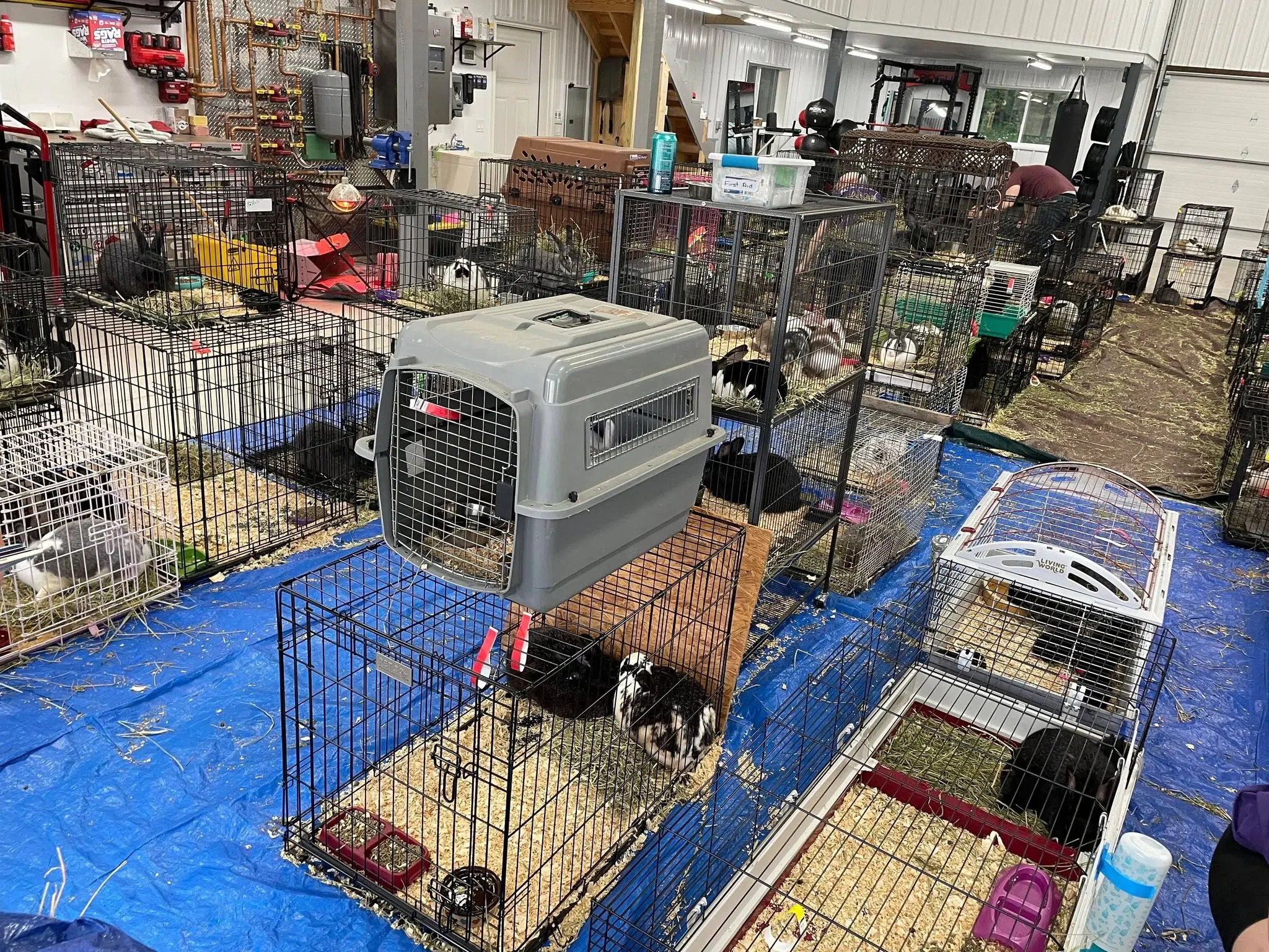 Lakeshore Humane Society Assists Sheriff's Department in Seizure of Hundreds of Animals