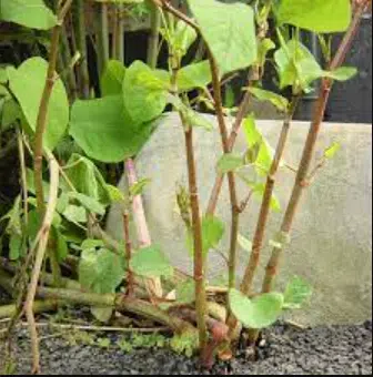City of Manitowoc Hires Crews to Battle Invasive Bamboo-Like Plant in Silver Creek Park