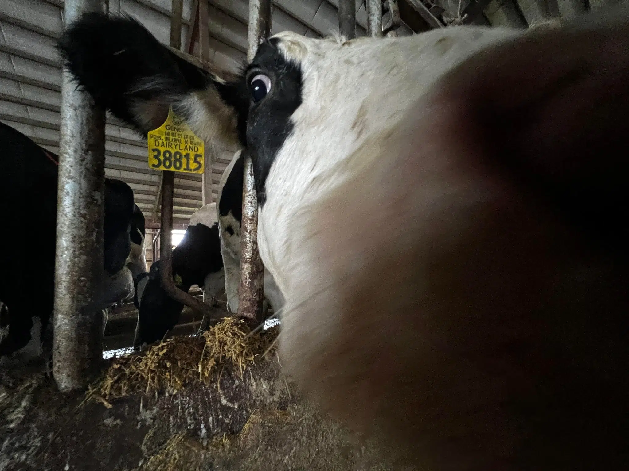 Dairy Producers Can Now Enroll for 2023 Dairy Margin Coverage