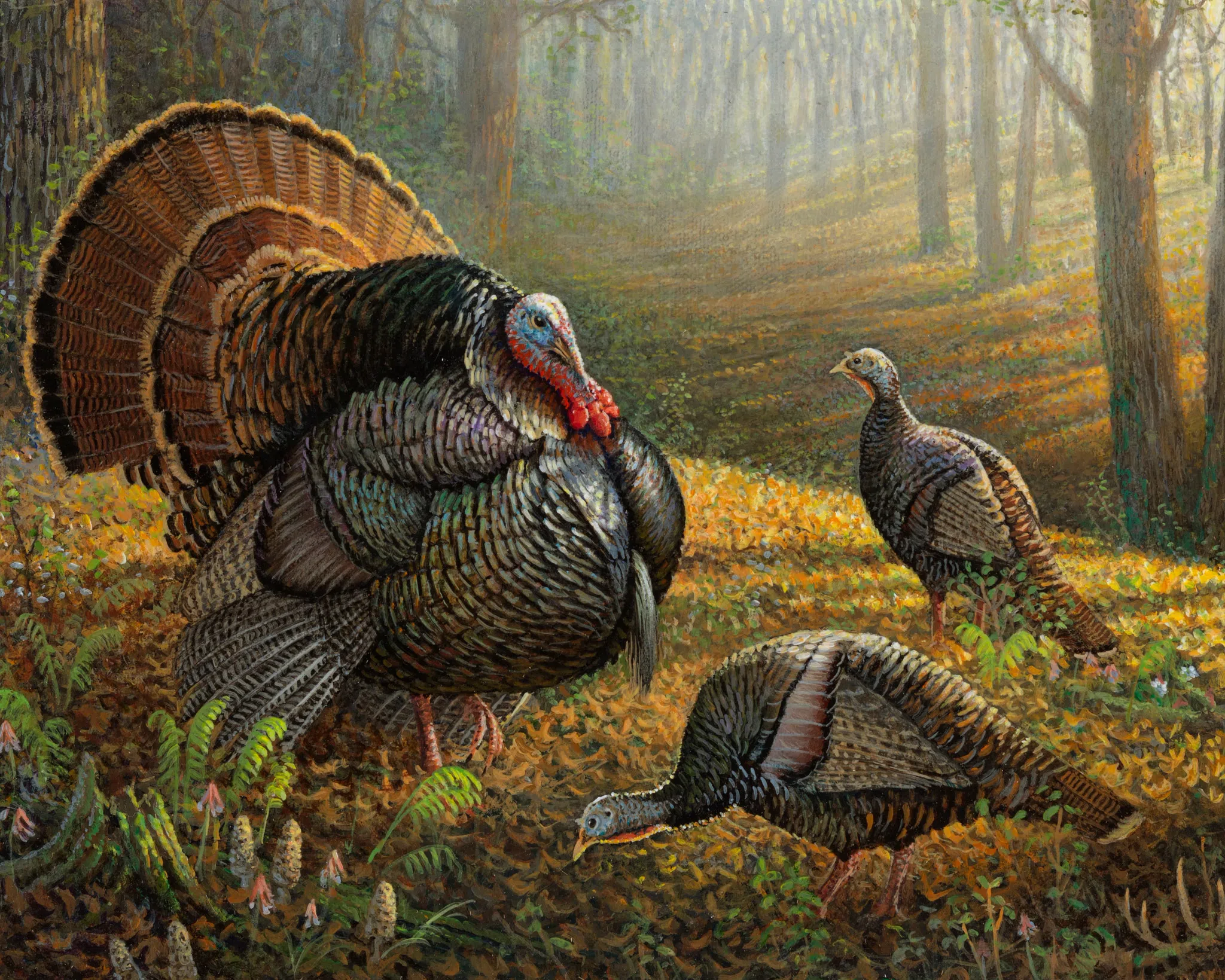 DNR Announces 2023 Wild Turkey Pheasant and Waterfowl Stamp