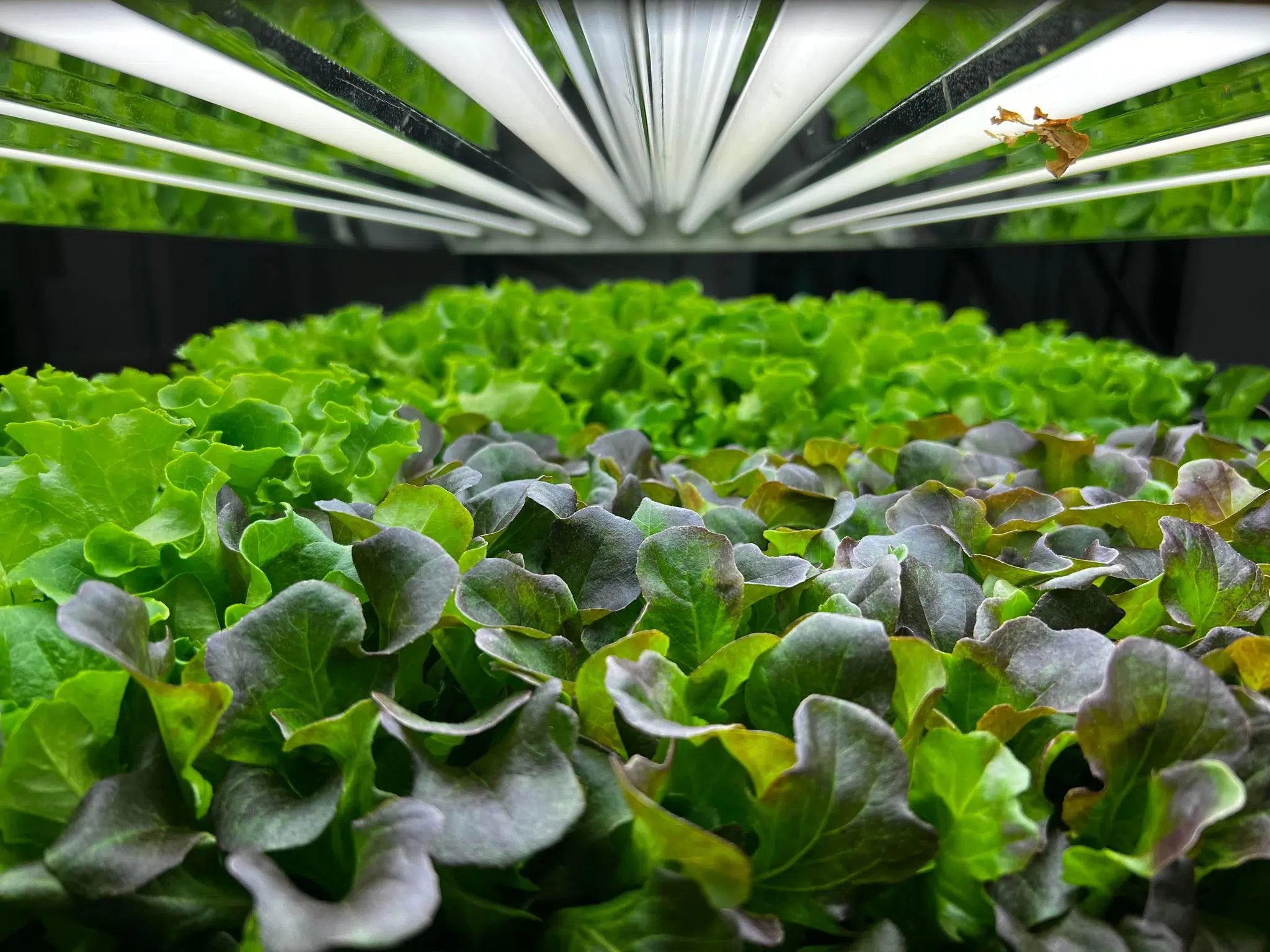Department of Health Services to End Extra Foodshare Benefits, Grow It Forward Ready to Help