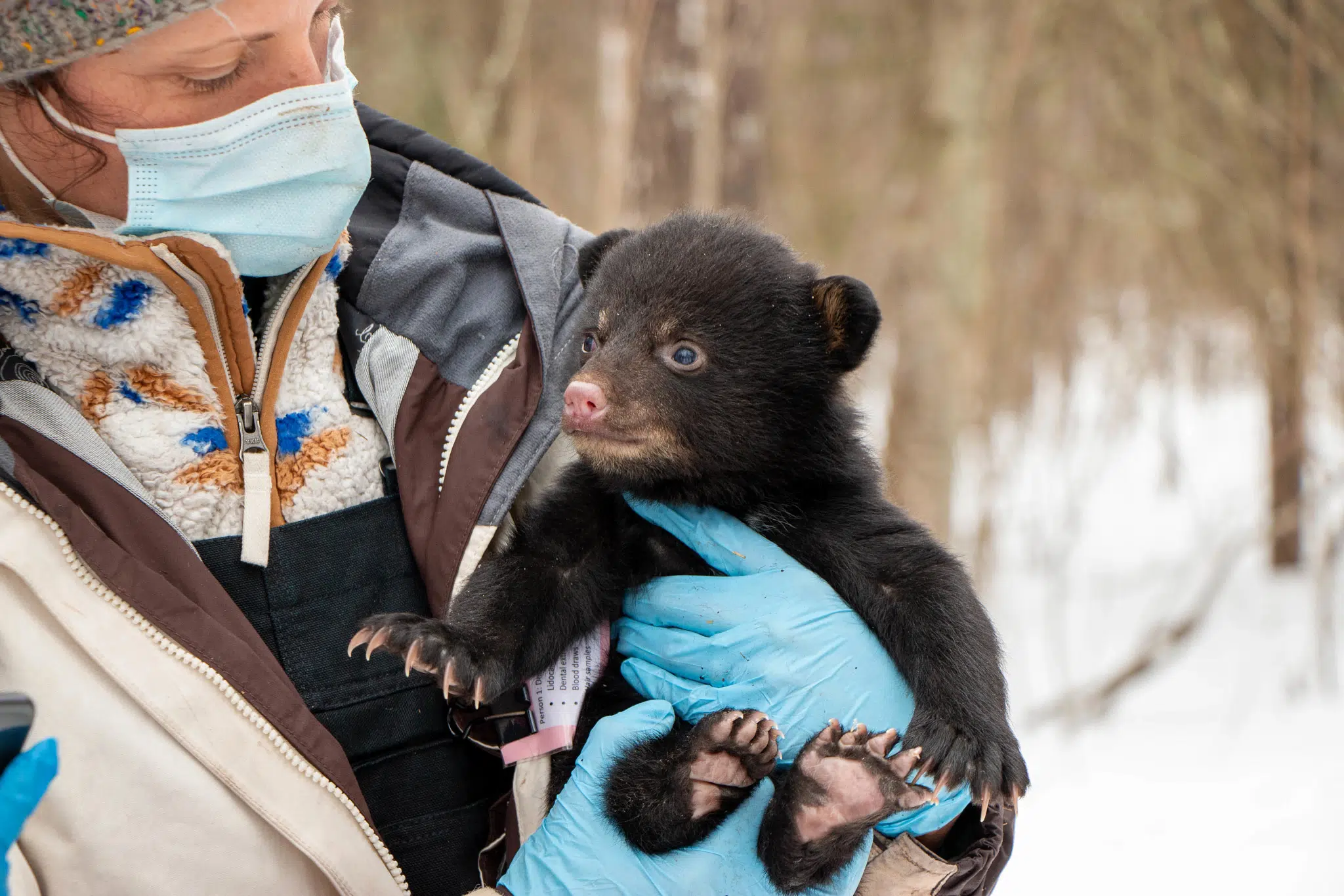 DNR Asks Public To Report Black Bear Den Locations