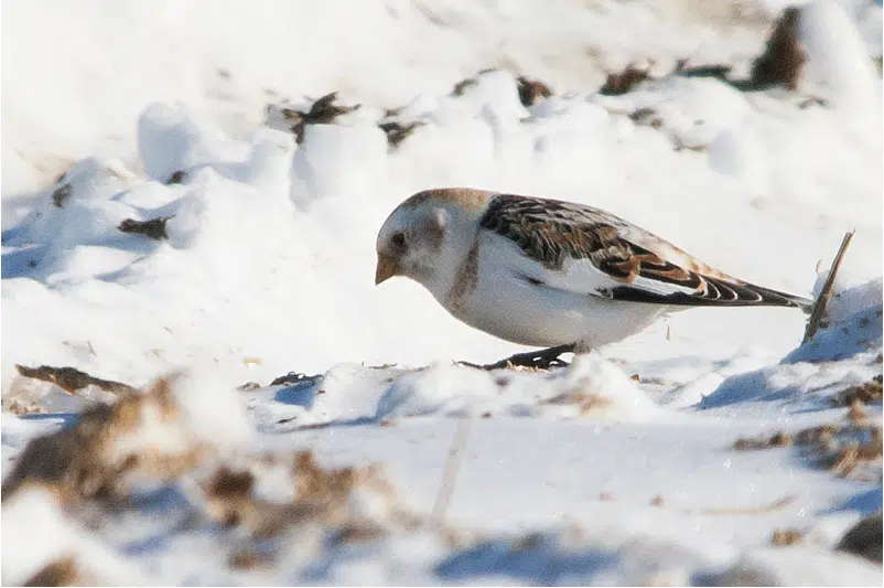 Ripples from the Dunes: Snow