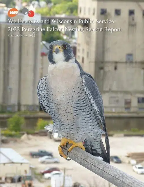 New Report Celebrates Milestone Year For WPS, We Energies Peregrine Falcon Program