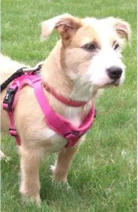 Manitowoc Woman Searching for Missing Dog**Update** Dog Has Been Safely Found!