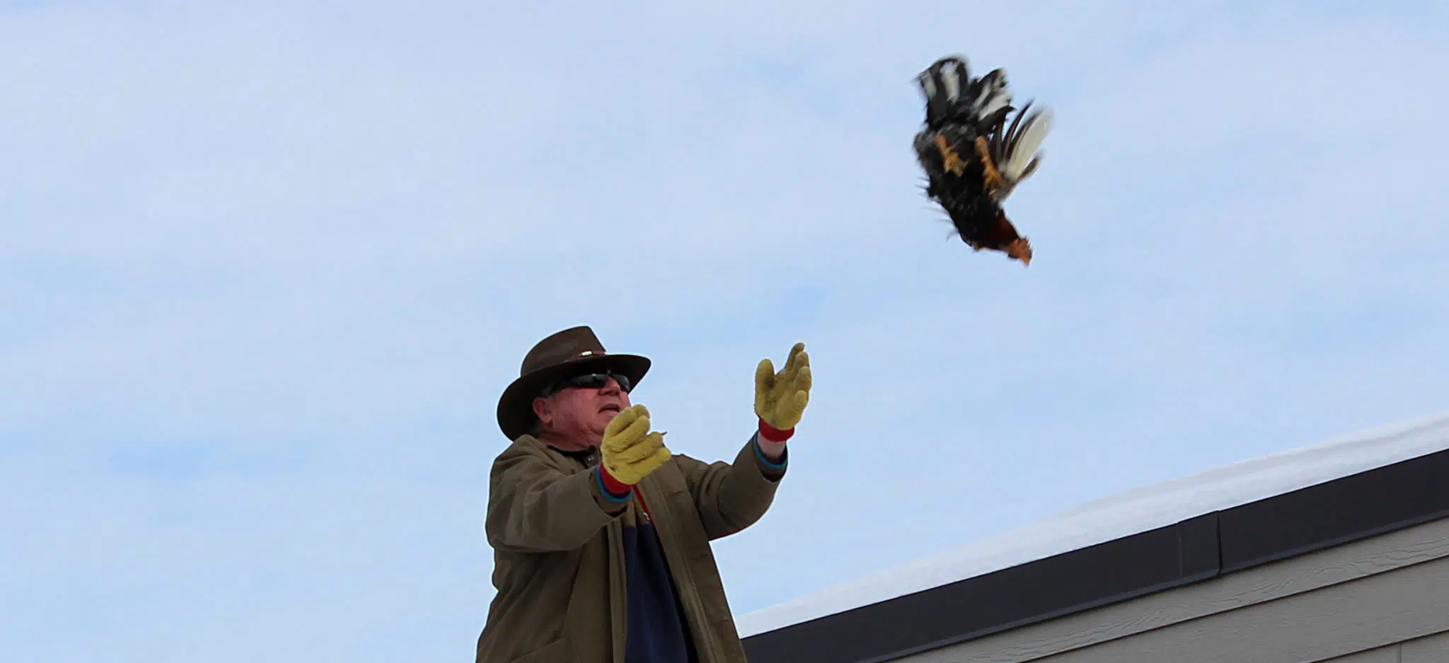 Western Wisconsin Chicken Toss Event Renews Animal Exploitation Concerns