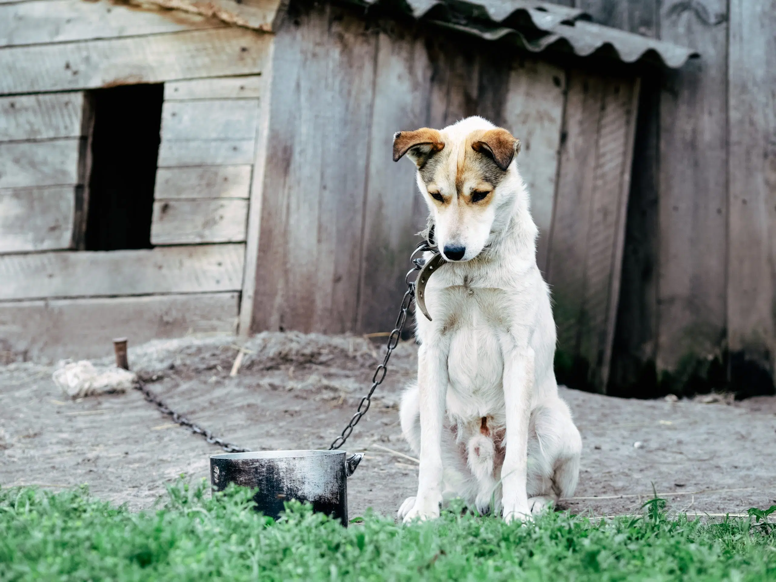Animal Cruelty Awareness Month: Family Violence Warning Signs