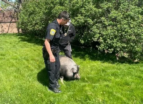 Green Bay Police Tell the Story of "Albert Who Lost His Way"