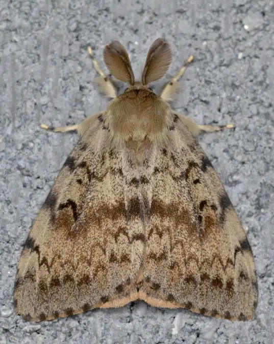 DATCP Warns of Spongy Moth Ahead of Holiday Weekend