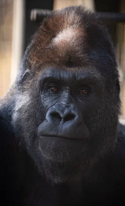 Milwaukee County Zoo's Silverback Gorilla Has Died