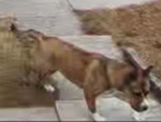 Two Dogs Attack and Kill a Cat in Manitowoc