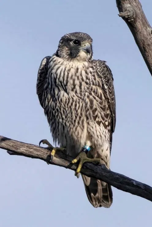 Falcon Born at Milwaukee Power Plant Spotted in the Wild