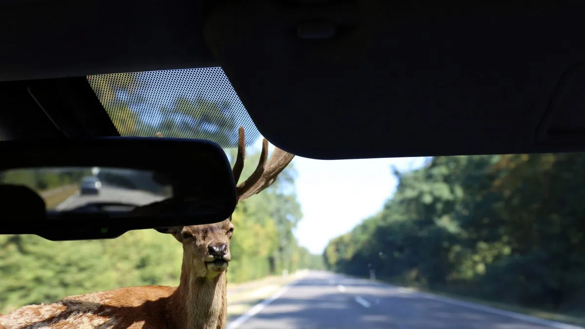 Urgency Builds In Preventing Vehicle Collisions With Wildlife ...