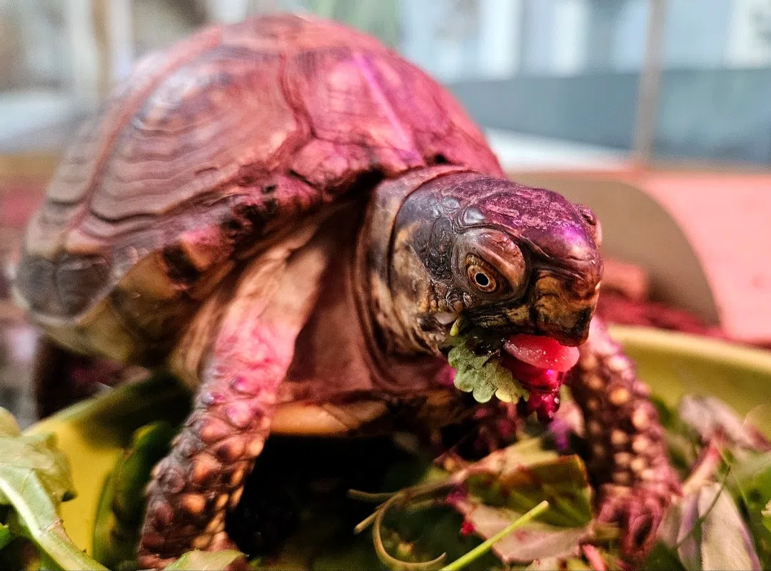 Ripples from the Dunes: Turtles