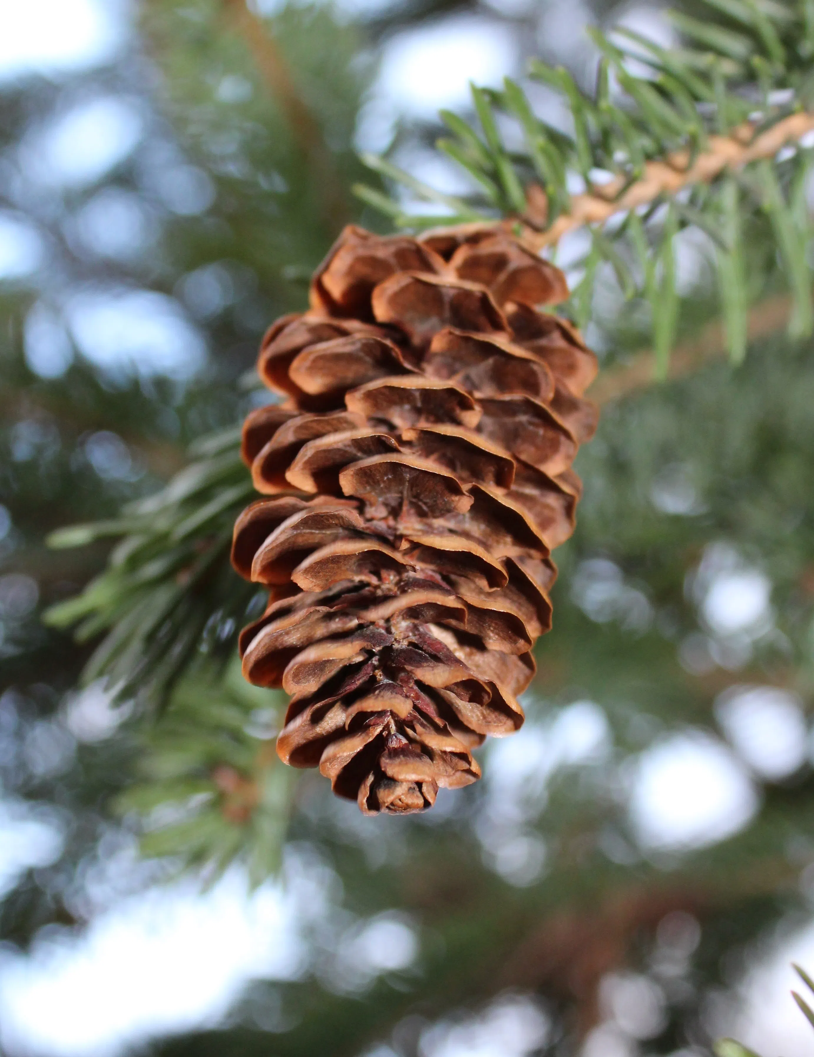 Ripples from the Dunes: Pinecones