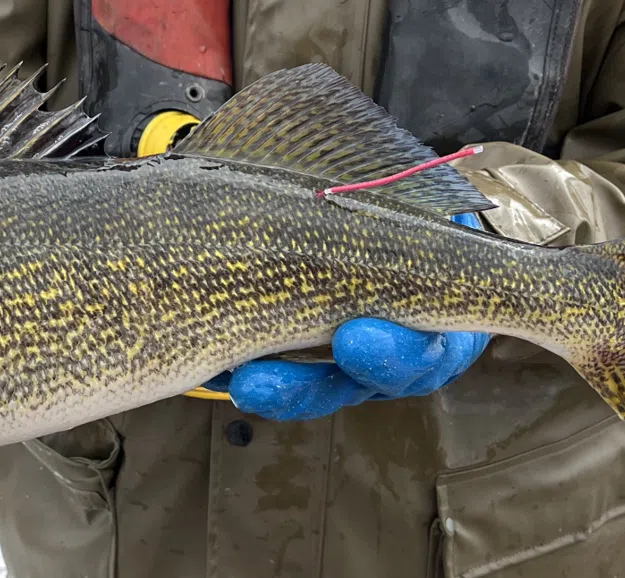 New Walleye Tag Reward Study Begins in Green Bay and its Tributaries
