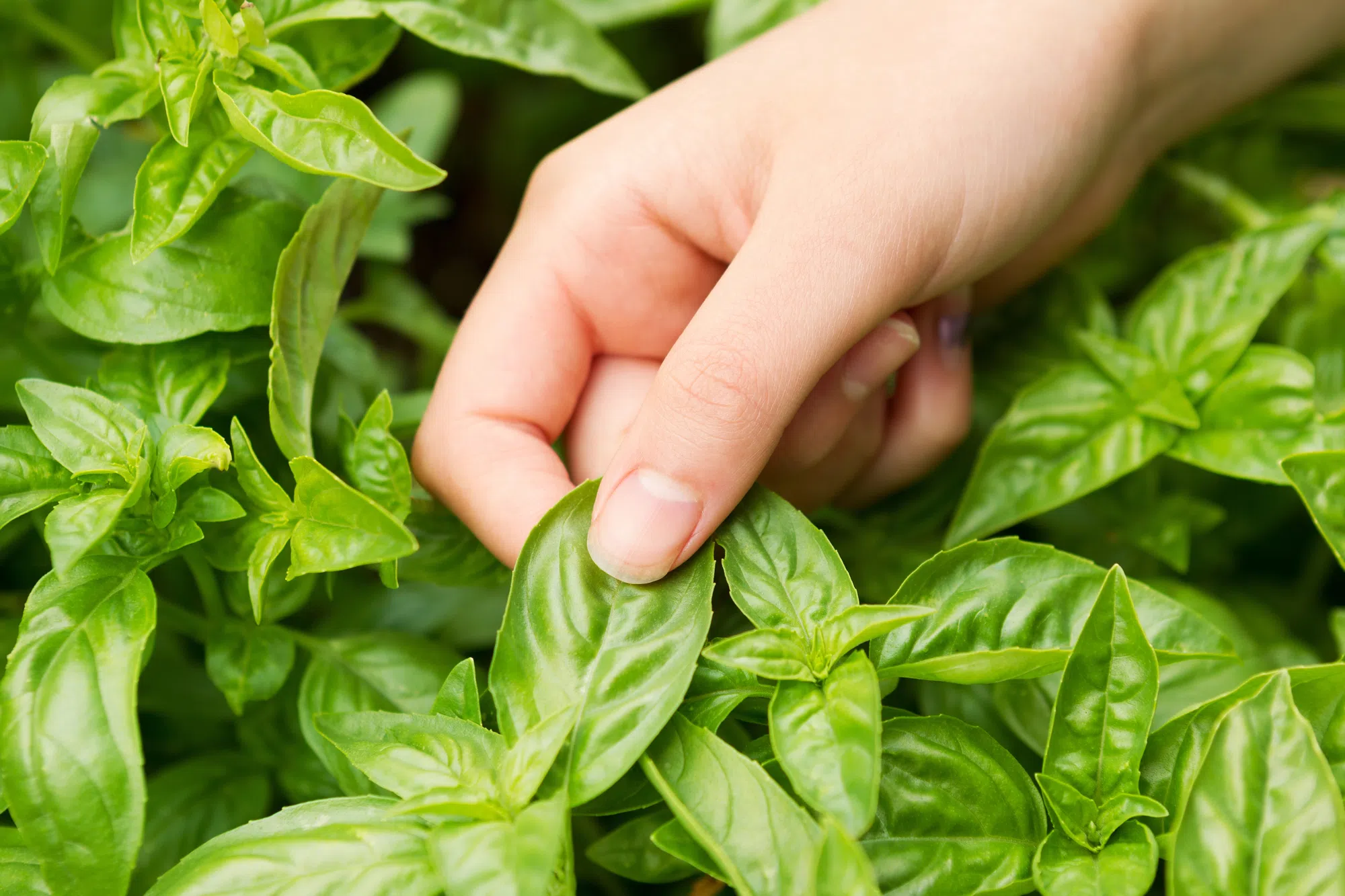 Fresh Basil Recall Affects Wisconsin Residents