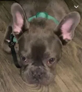 Milwaukee Police Investigate Armed Theft of French Bulldog