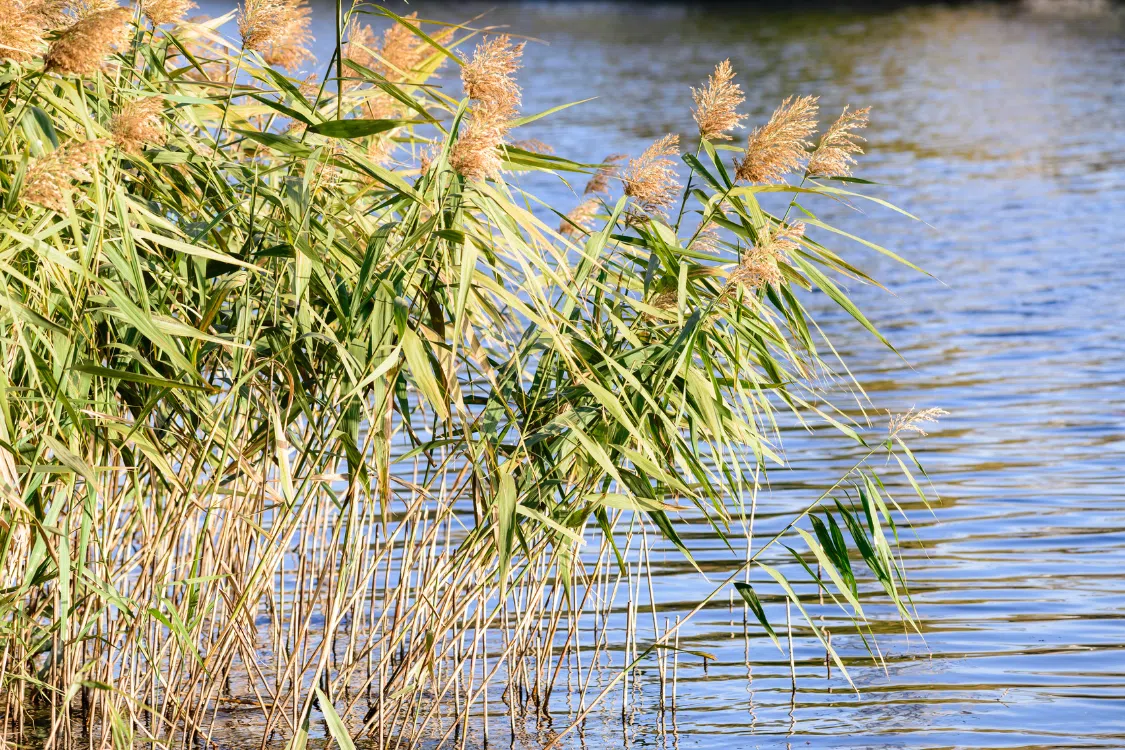A Regional Approach to Controlling the Spread of Invasive Phragmites