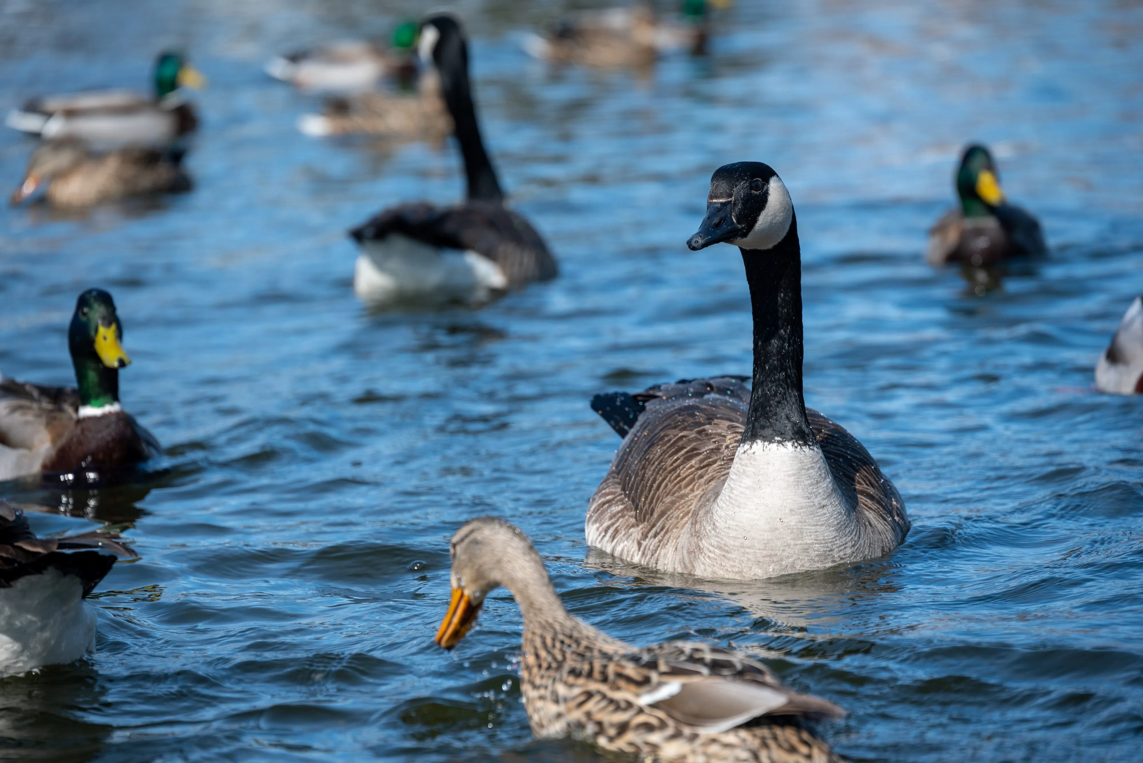 Bay of Green Bay Nominated as National Research Reserve Site