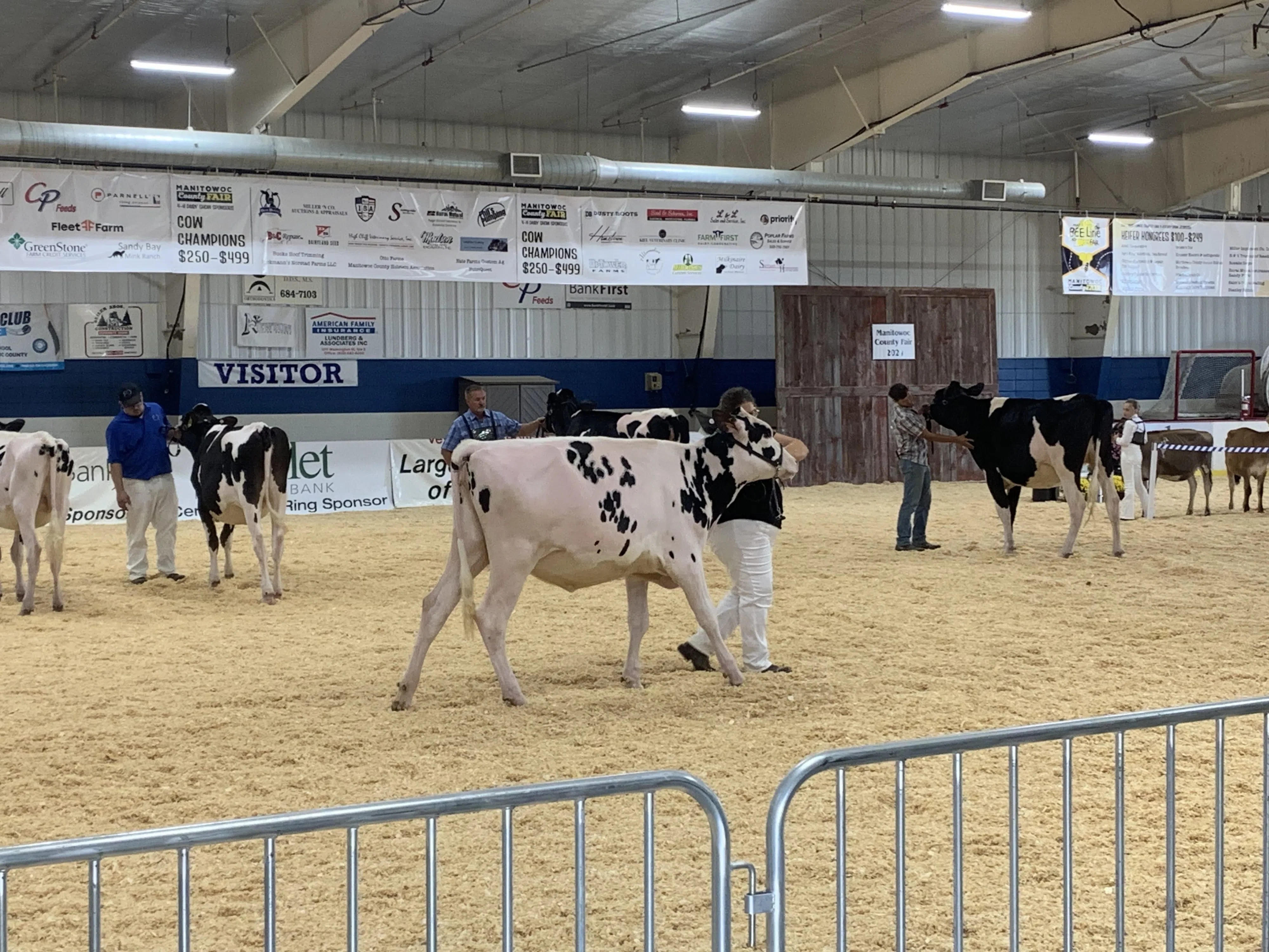 Showmanship and Hard Work, Cattle Showing at the Manitowoc County Fair