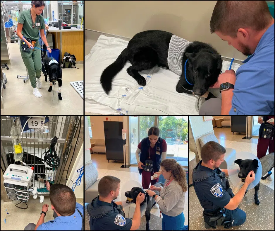 Grand Chute Police Provide Health Update on K-9 Luka