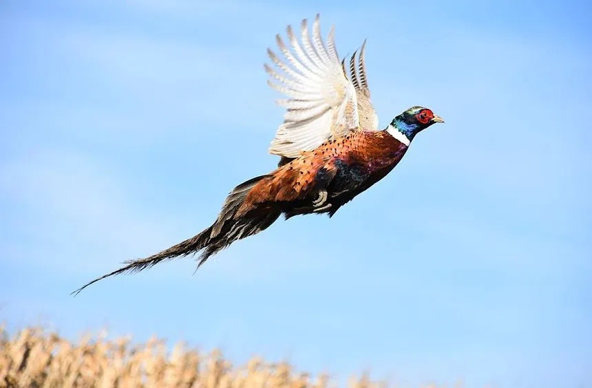 Wi Pheasant Season 2025