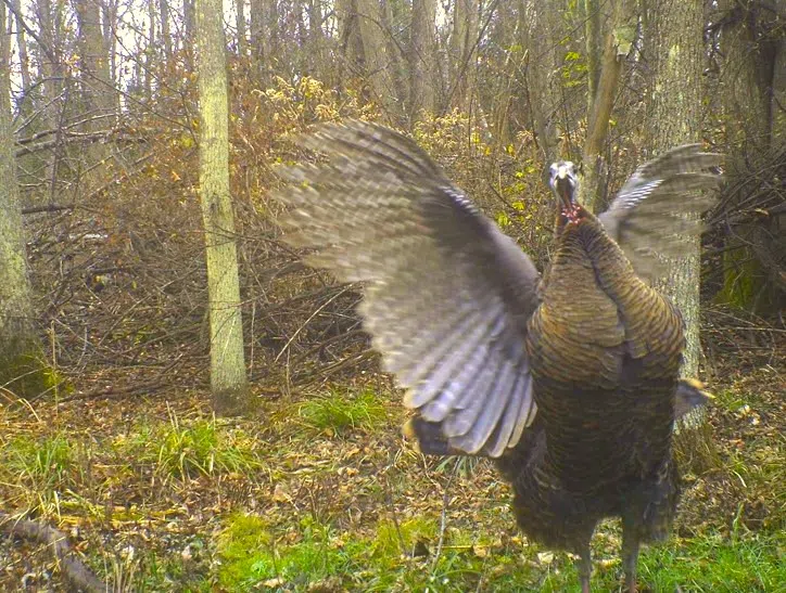 Ripples from the Dunes: Wild Turkeys