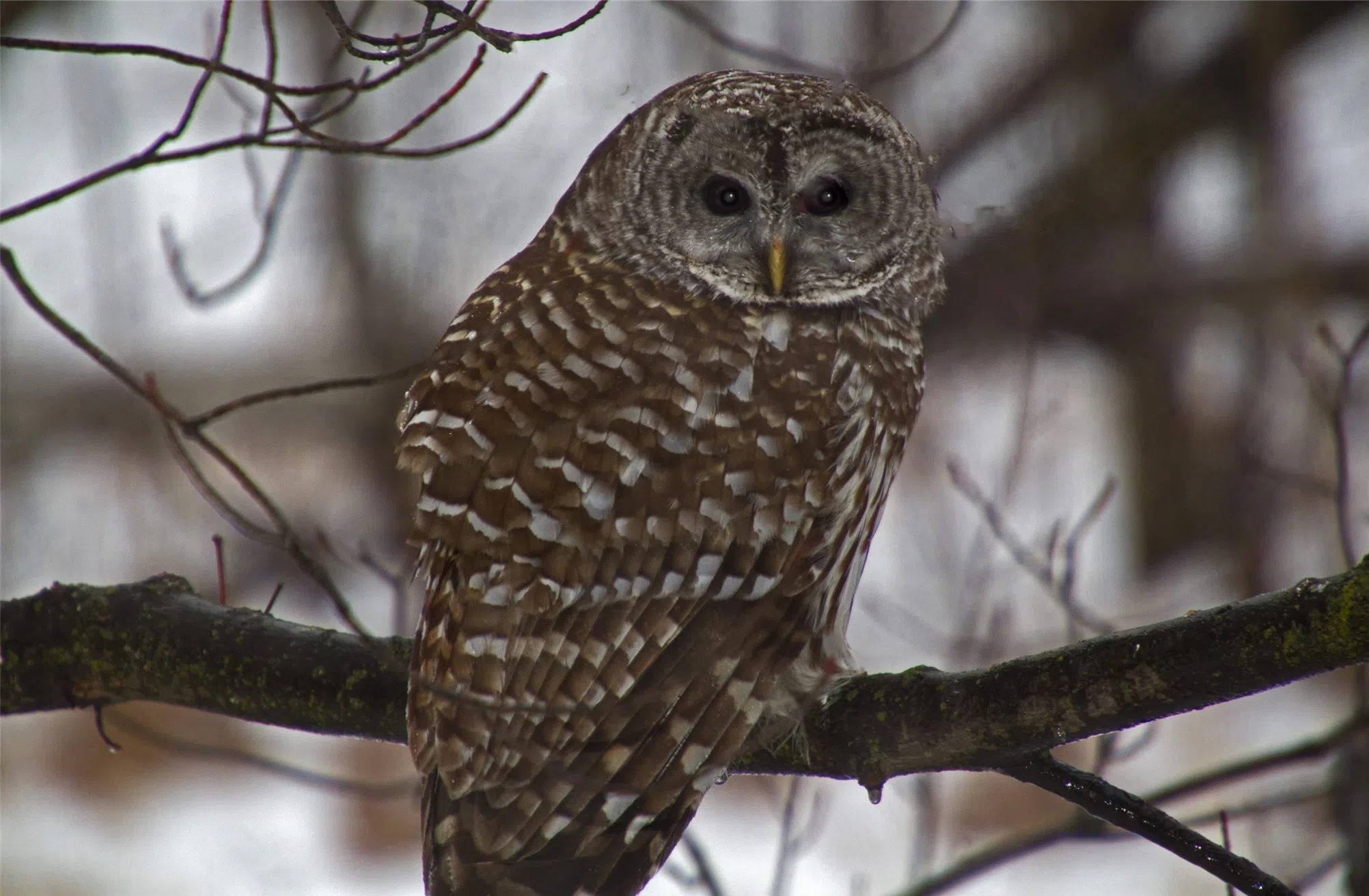 Barkhausen Waterfowl Preserve Invites Everyone to "Go Owlin'"