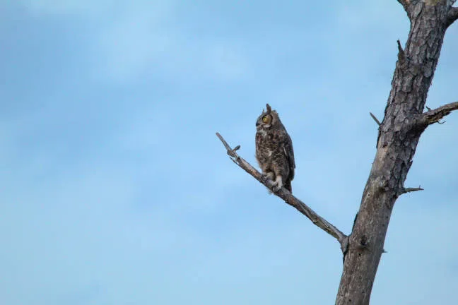 Ripples from the Dunes: Owls