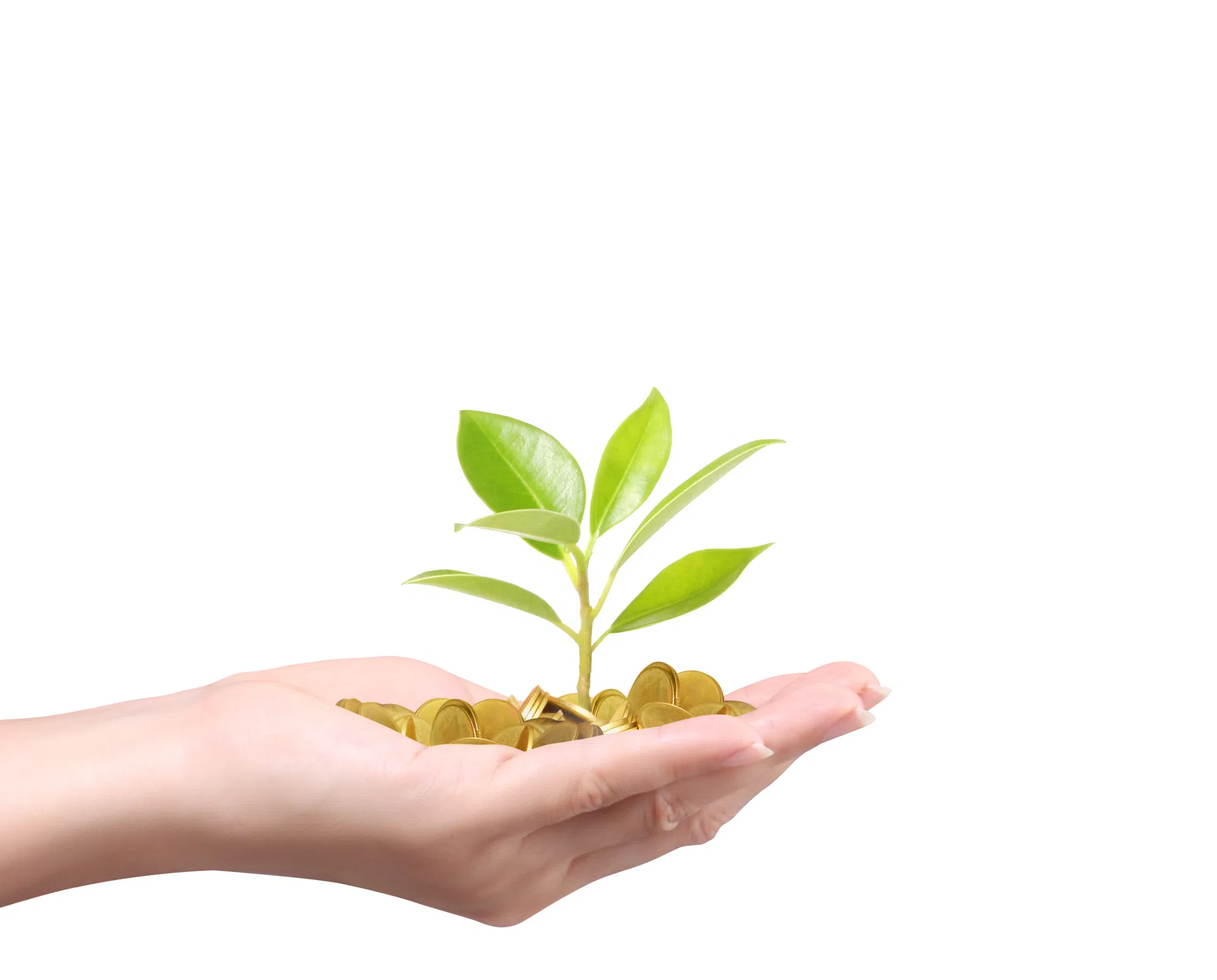 Sheboygan Receives Grant Funding to Plant More Trees