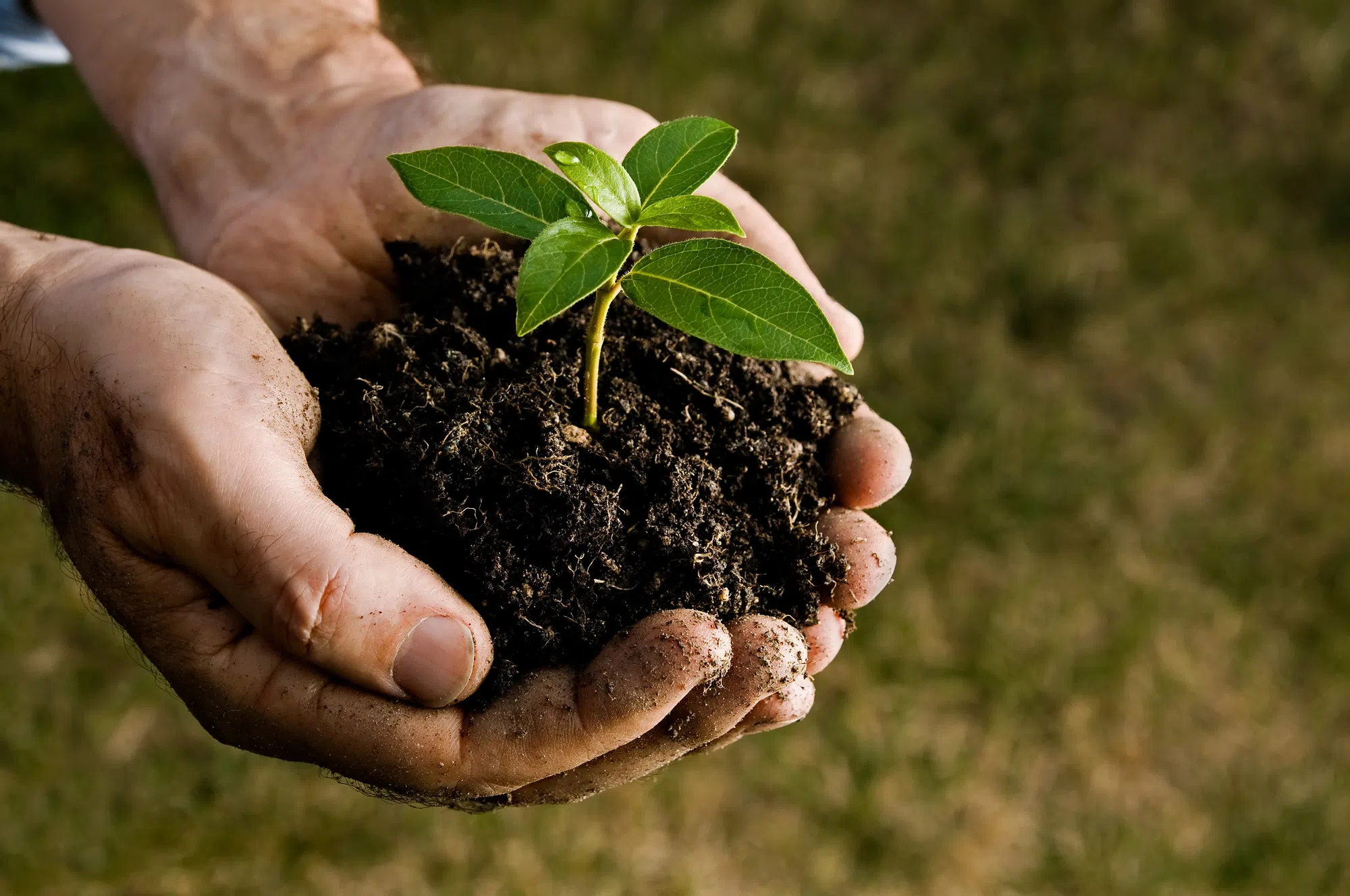 Two Rivers Planting More Trees in 2025