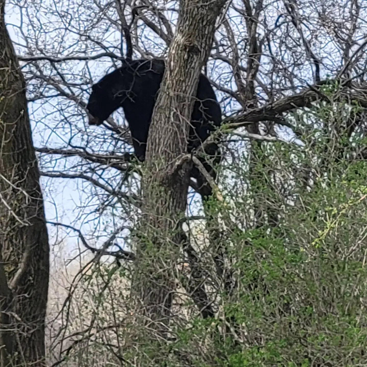 Black Bear Temporarily Closes Fond du Lac Golf Course