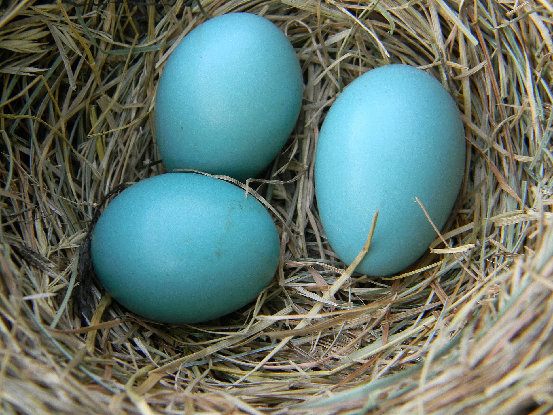 Ripples from the Dunes - Bird Eggs