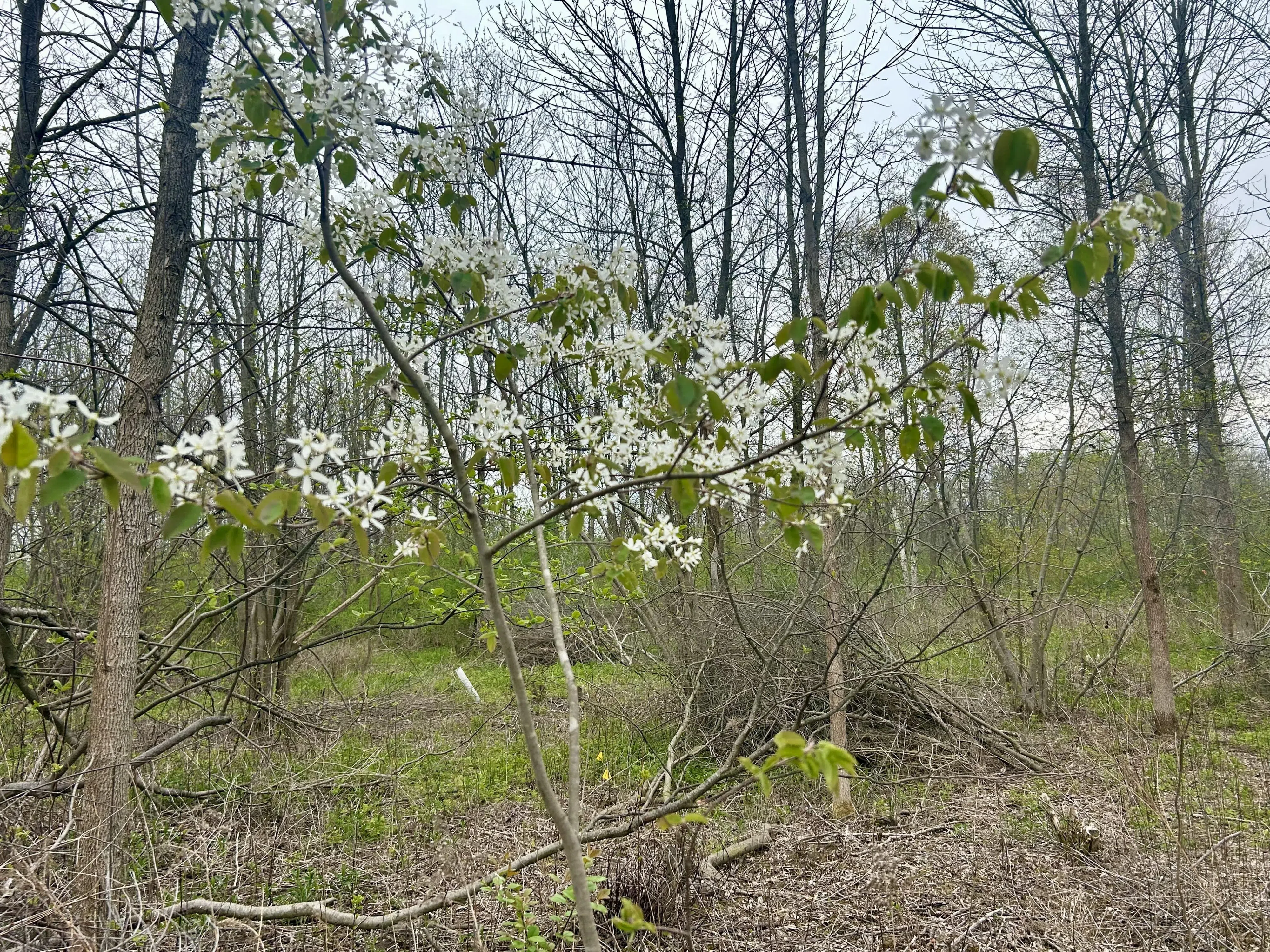 Ripples from the Dunes - Serviceberry Tree
