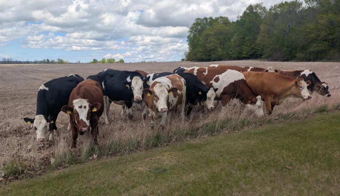 Escaped Manitowoc County Cattle Returned to Owner