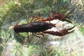 Companies Fined for Shipping Illegal Crayfish to Area Counties