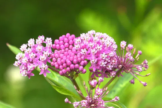 Milkweed Named 2025 Plant of the Year by Wisconsin DNR