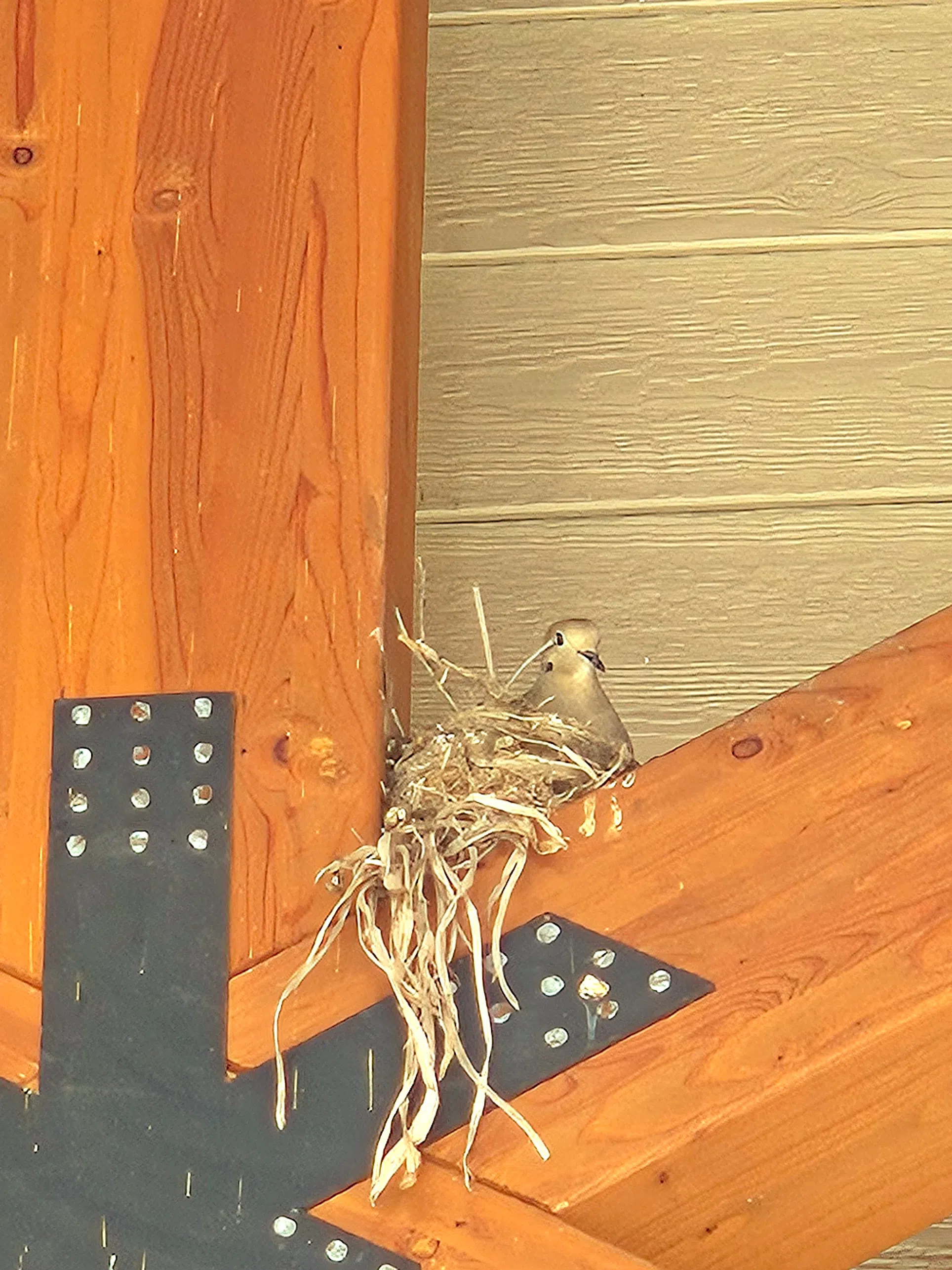 Ripples from the Dunes - Mourning Doves