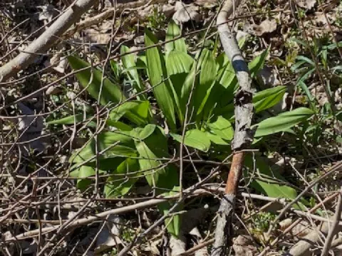 Ripples from the Dunes - Invasive Plants