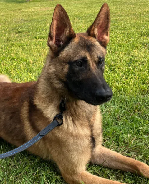 New K9 Joins Calumet County Sheriff's Office