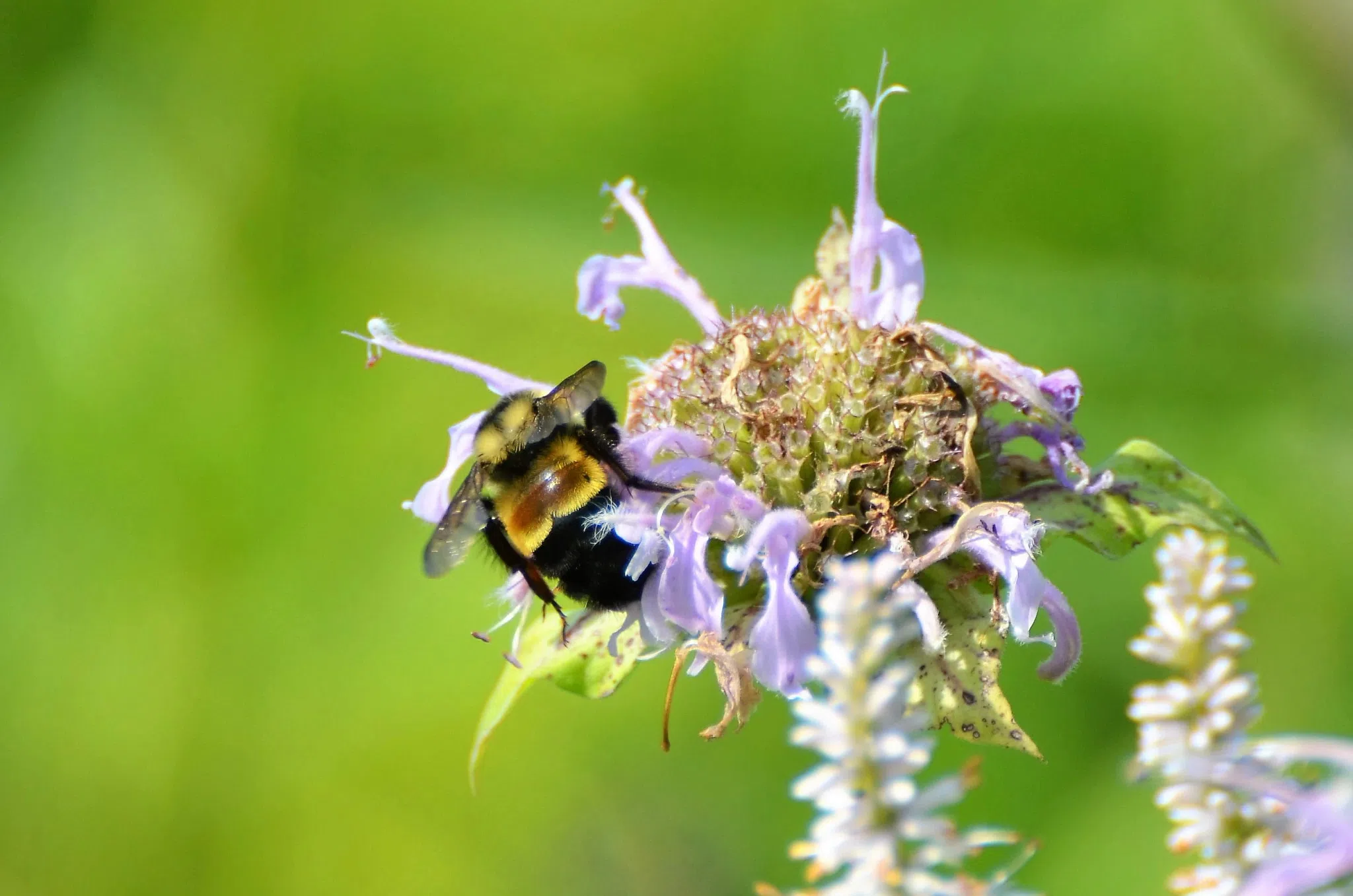 WI DNR Offering Tips as Pollinator Week Comes to an End