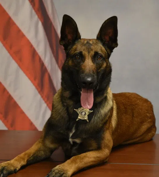 Brown County Sheriff Calls Reports Involving Sheriff's K9 and Handler "Inaccurate"