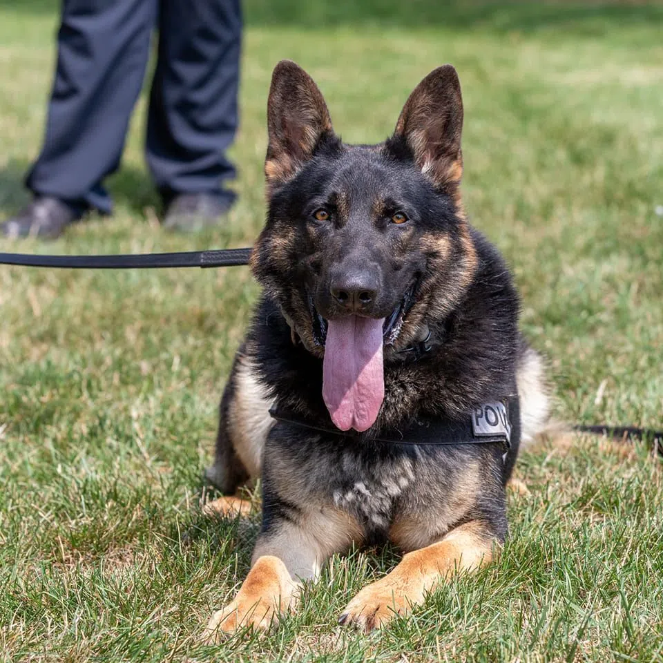 Two Rivers K9 Helps Find Suspect Following Three County Pursuit