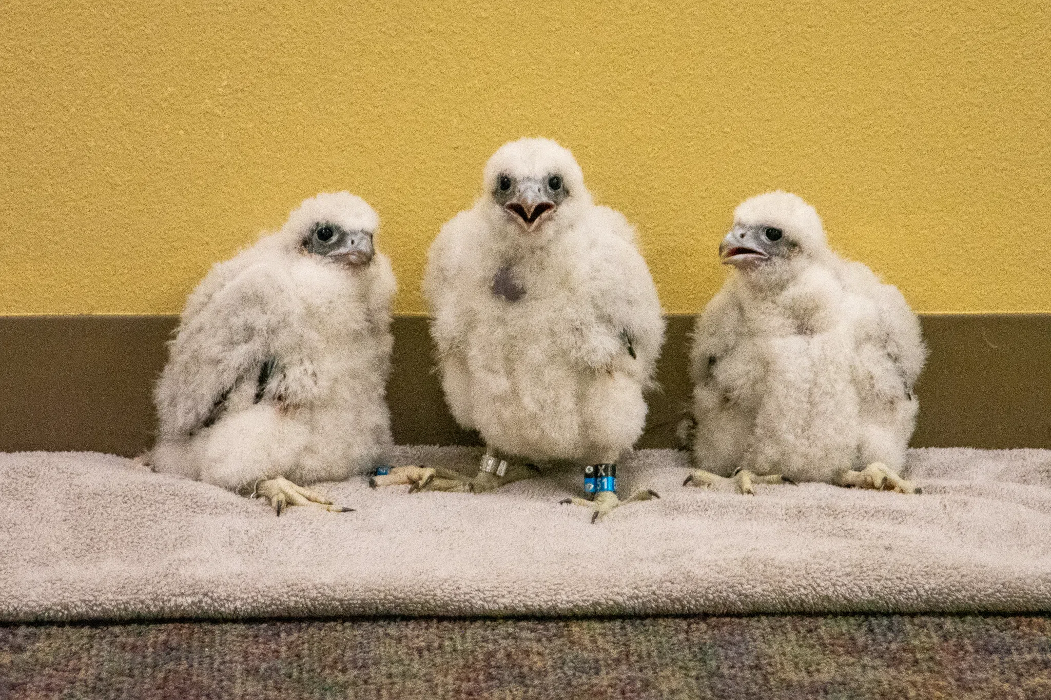 WPS Unveils Names of Peregrine Falcon Chicks